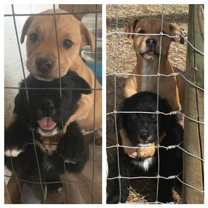 Najbolji prijatelji još od dana provedenih u azilu