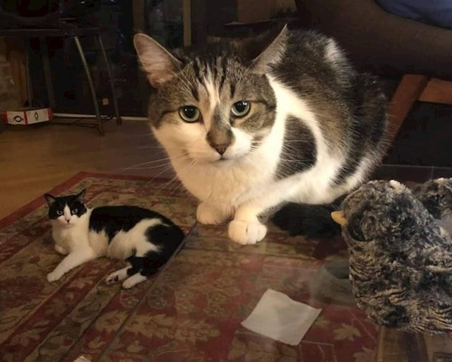 Divovska mačka u usporedbi s mačkom normalne veličine