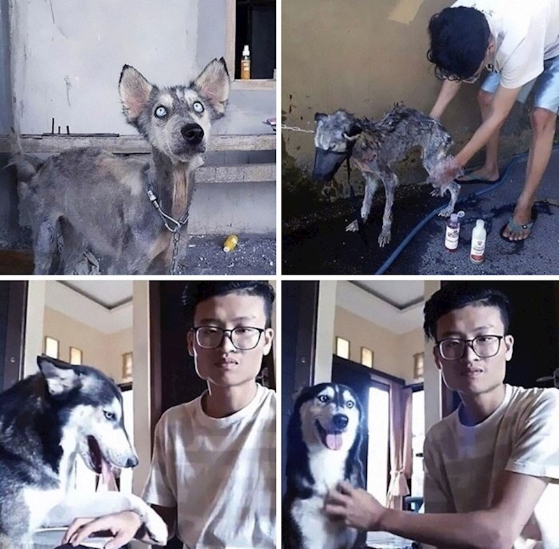 Izgladnjela i bolesna lutalica transformirao se u veličanstvenog haskija uz malo ljubavi i pažnje!