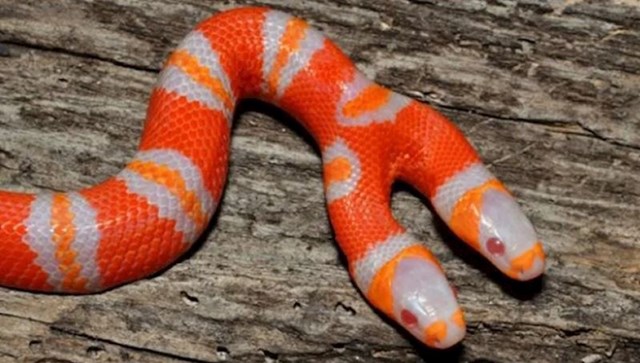 Dvoglava albino zmija