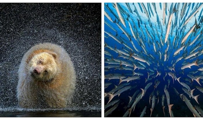 30 finalista poznatog natjecanja za najbolju fotografiju života u divljini; ovo je impresivno!