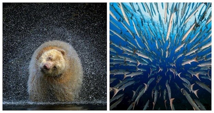 30 finalista poznatog natjecanja za najbolju fotografiju života u divljini; ovo je impresivno!