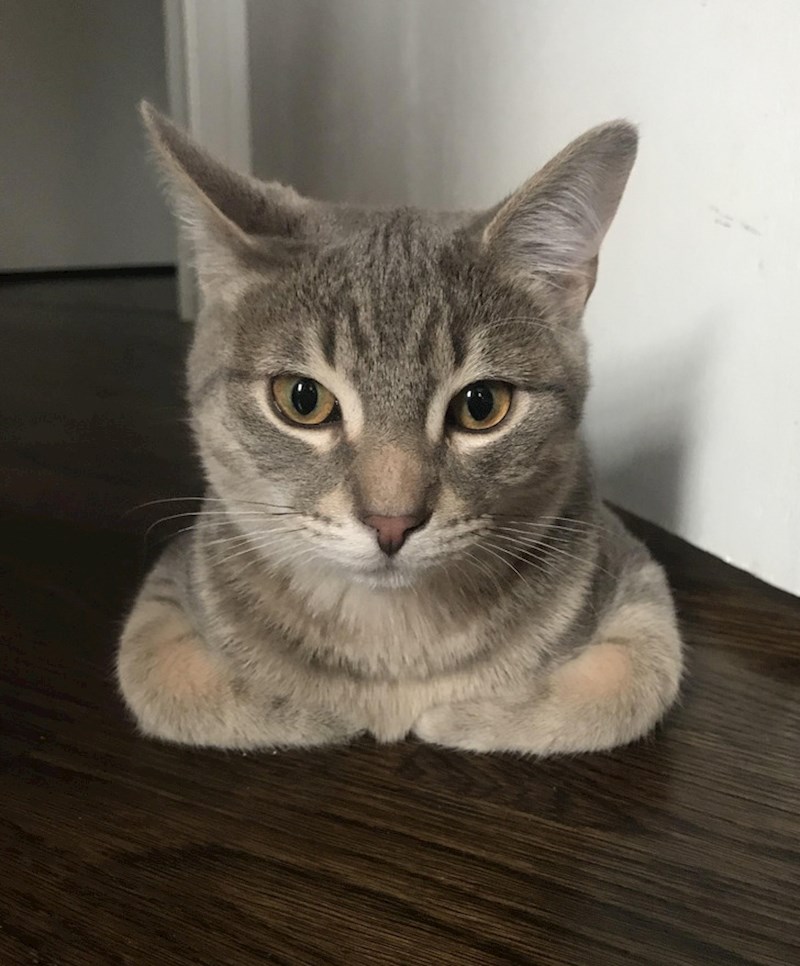 Gdje je ostatak moje mačke?