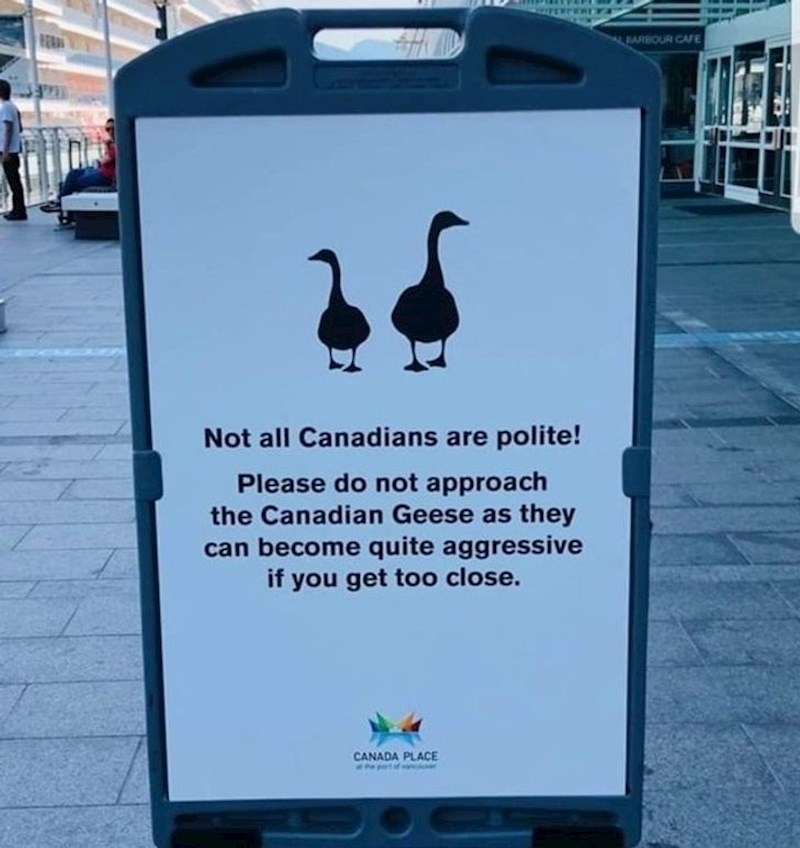 Nije sve kanadsko pristojno kao što se čini! Kanadska guska zna biti jako agresivna ako joj se približite!