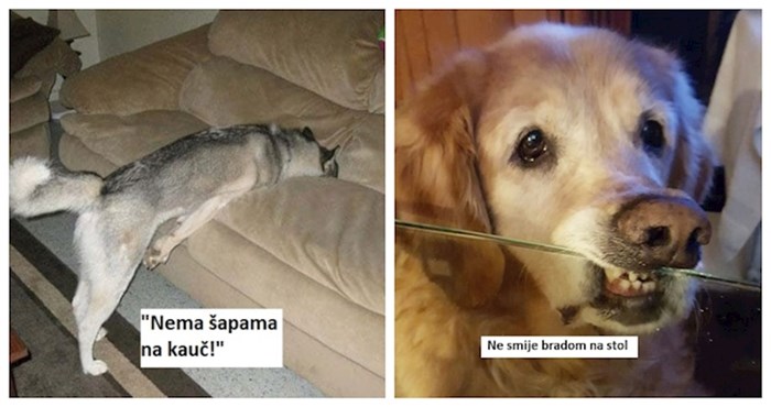 20plus fotki kada su snalažljivi psi našli "rupu u zakonu"; vlasnici nisu imali šanse protiv njih