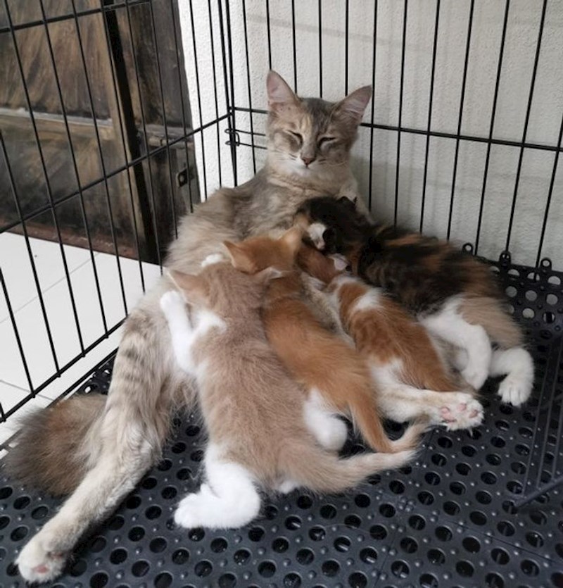 Probudite me kada završe