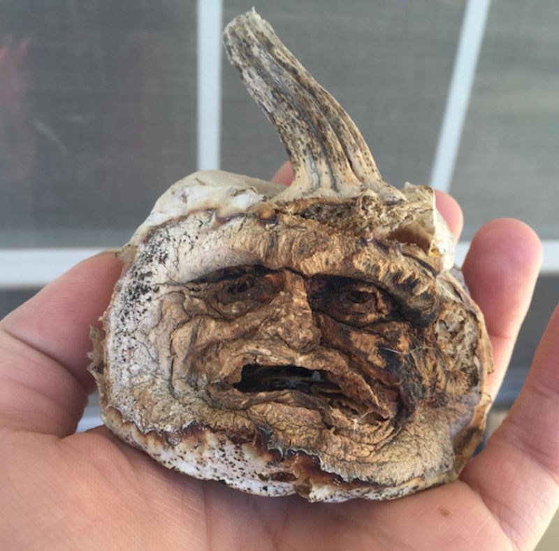 Prošle su tri godine otkad je ova bundeva izrezbarena za Noć vještica. Sad je još bolja dekoracija!