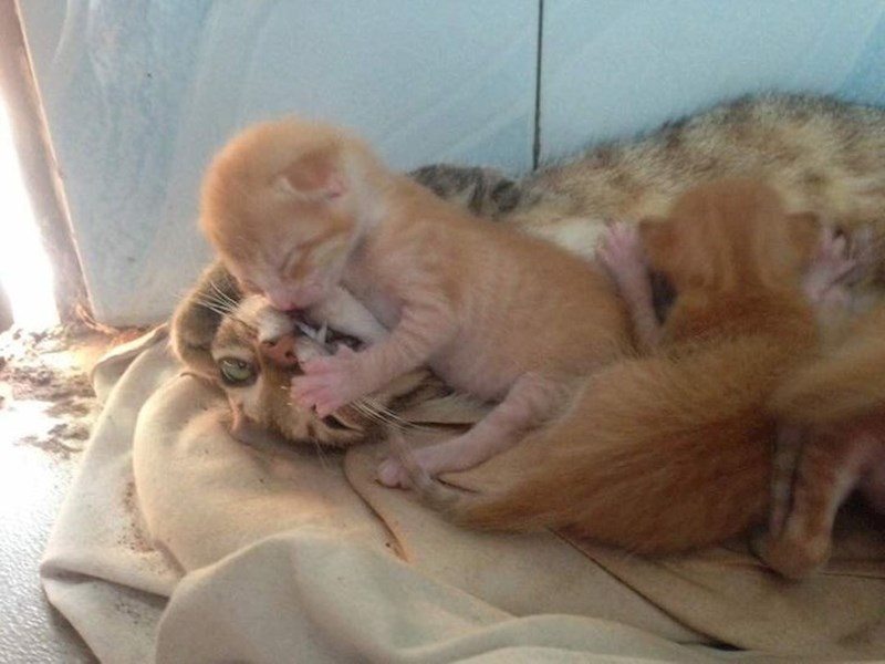 Rekli su joj da je majčinstvo najljepša stvar na svijetu...