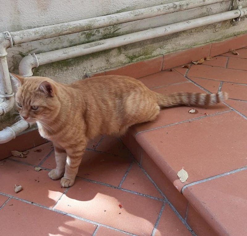 Cure trebaju izbjegavati pozu koju smo vidjeli među slikama iznad ove, a za mačke vrijedi isto pravilo i odnosi se na ovu sliku!