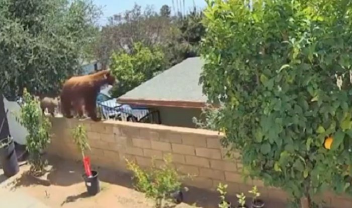 VIDEO Medvjed joj svratio u dvorište i napao pse, reakcija vlasnice šokirala je tisuće