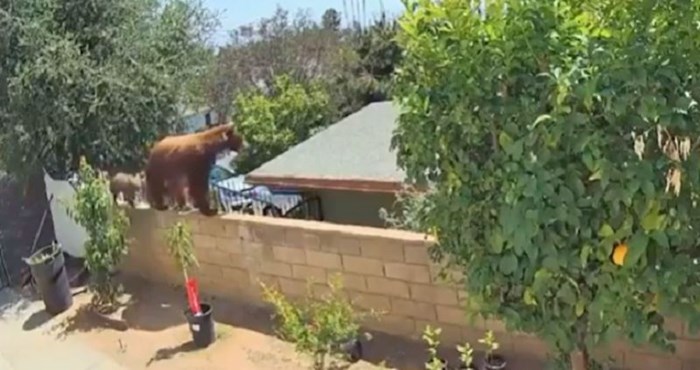 VIDEO Medvjed joj svratio u dvorište i napao pse, reakcija vlasnice šokirala je tisuće