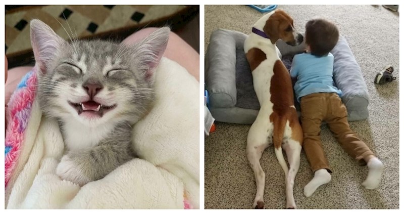 30 fotki životinja s ulice koje su shvatile da su dobile svoj dom zauvijek!