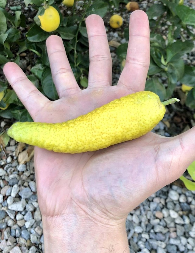 Tip je pronašao limun ovog oblika u svom vrtu!
