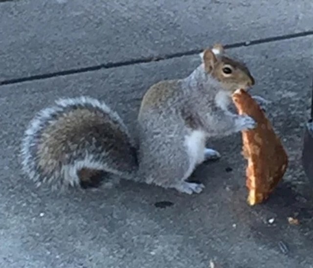 A ova vjeverica je zgrabila svoju krišku pizze i ne pušta