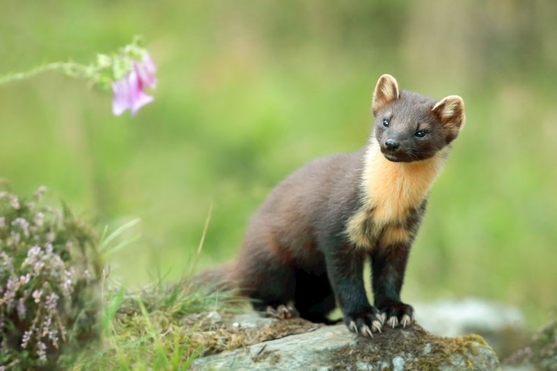 Lik kune prvi se put našao na hrvatskom novcu u prvoj polovici 13. stoljeća. Prije toga krzno kune zlatice koristilo se u razmjeni dobara, za plaćanje poreza i slično.