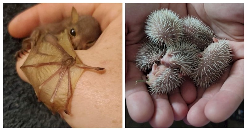 14 sićušnih životinjica koje će vas šarmirati na prvi pogled