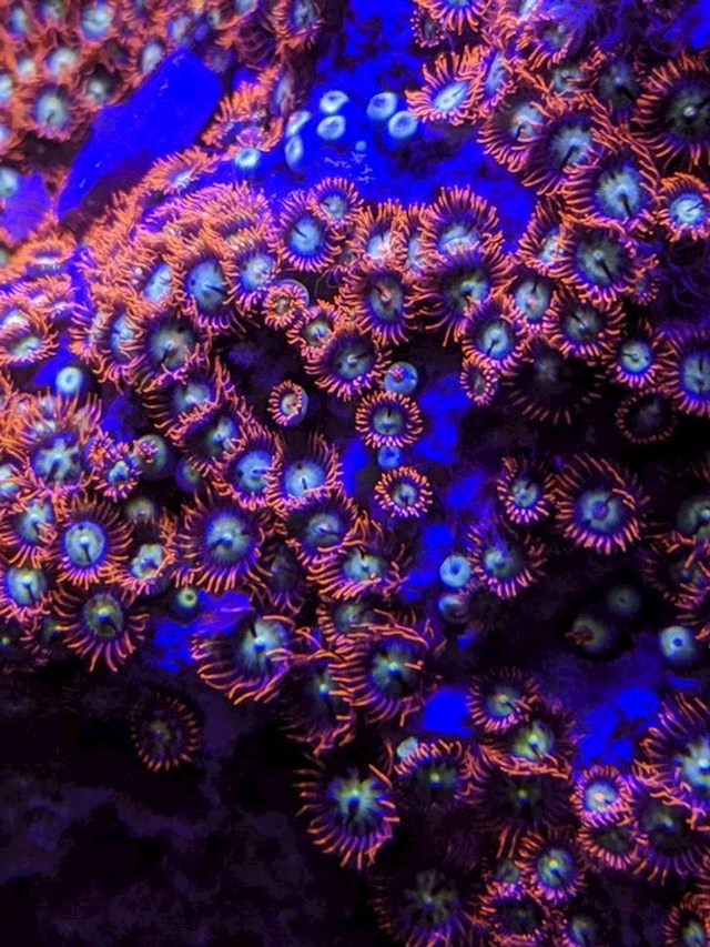 Morski koralj