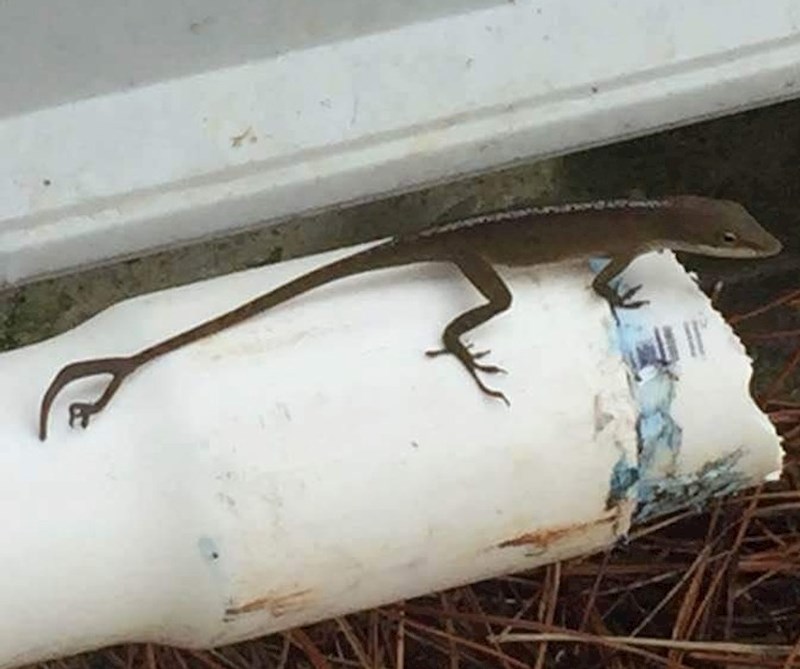 Gušteru je na repu izrasla još jedna noga