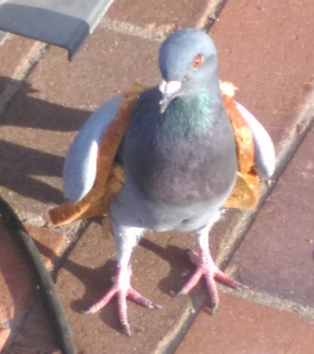 Gangsta golub s bundom od kriški kruha