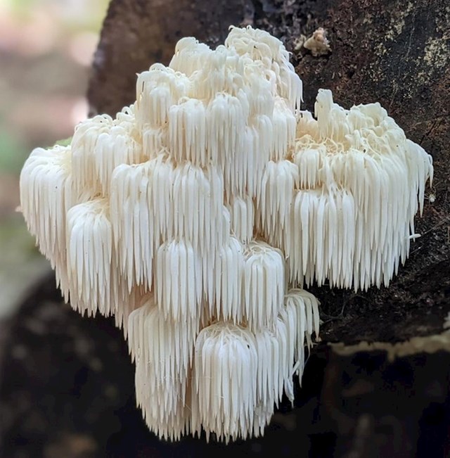 Veličanstvena gljiva koju je tip ugledao u Massachusettsu