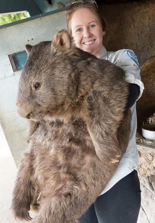 Upoznajte Patricka, najvećeg vombata na svijetu. Težak je 38 kg.