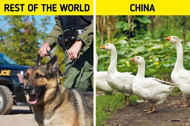 Dok ostatak svijeta ima policijske pse, Kina ima policijske guske!