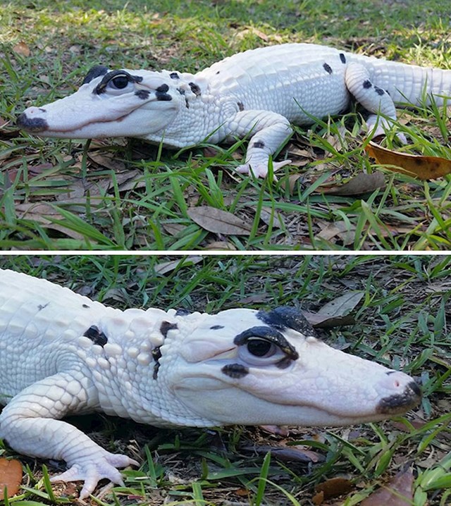 Leucistički aligator- nije albino jer ima obojene oči