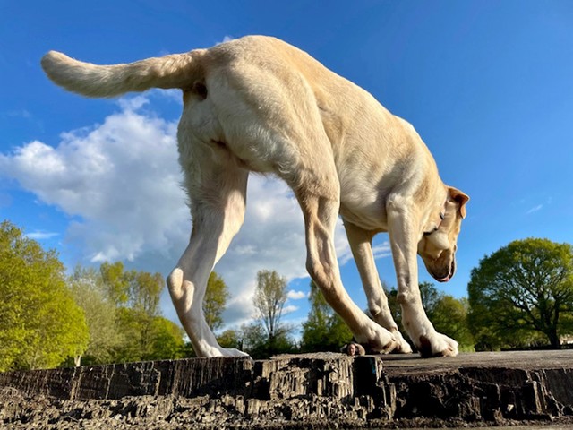 Labradosaurus Rex