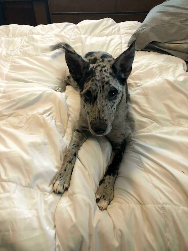 Mislim da više nisam vlasnica svog kreveta