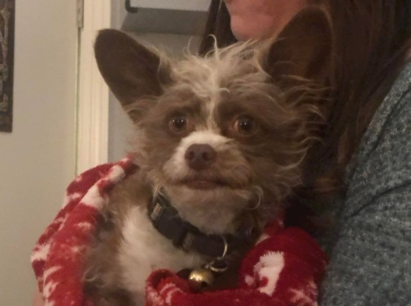 Psić s usnom! Izgleda kao da je čovjek zarobljen unutra