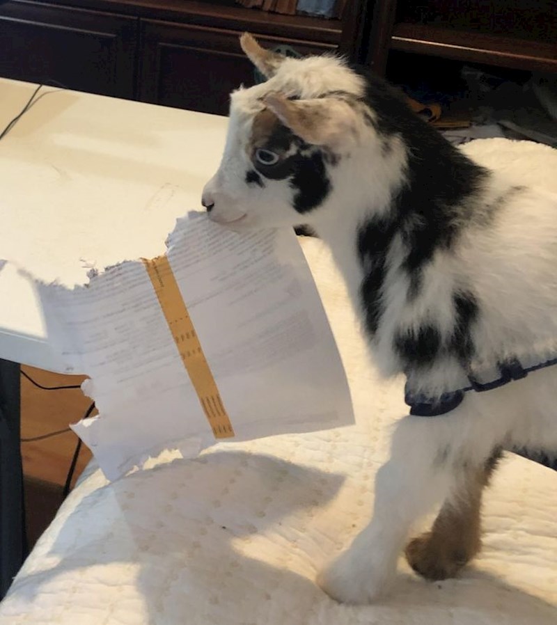 "Susie je odličan kozlić, ali loša tajnica"