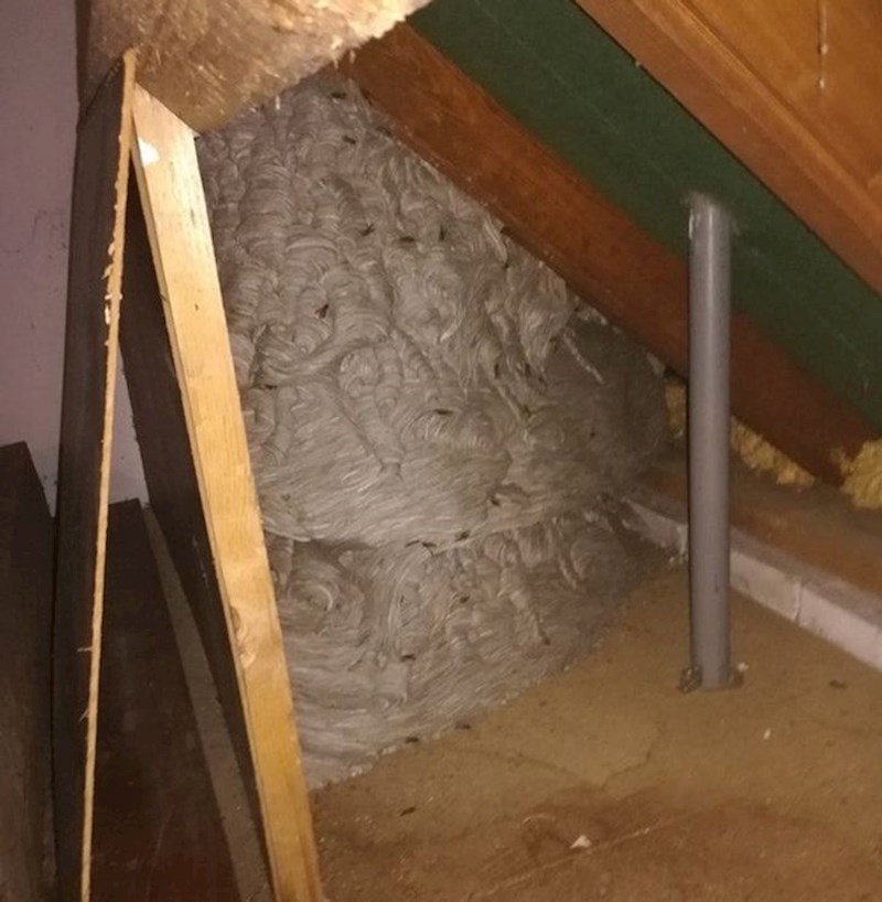 8. Osinjak pronađen u potkrovlju. Nekome je vrijeme za selidbu...