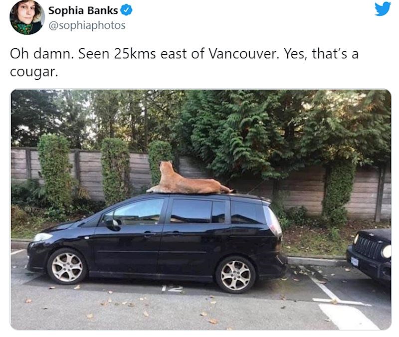 Zamislite da krenete na posao, a puma vam leži na autu