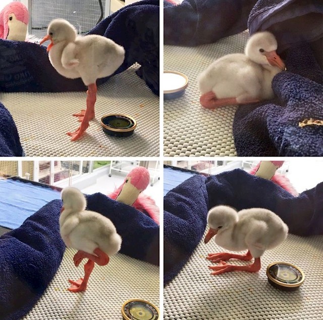 Maleni flamingo