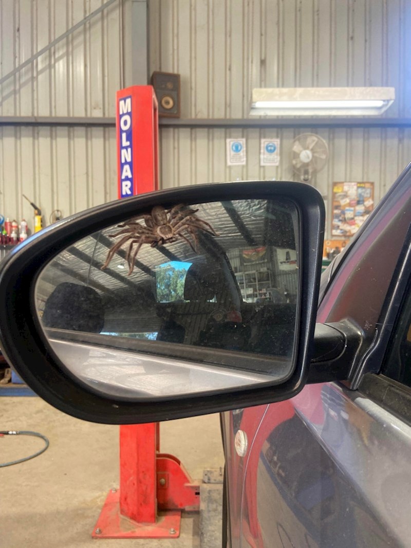 Ogroman pauk na stopu ili ipak normalan pauk na retrovizoru? Što se nas tiče, ne valja nijedna opcija!