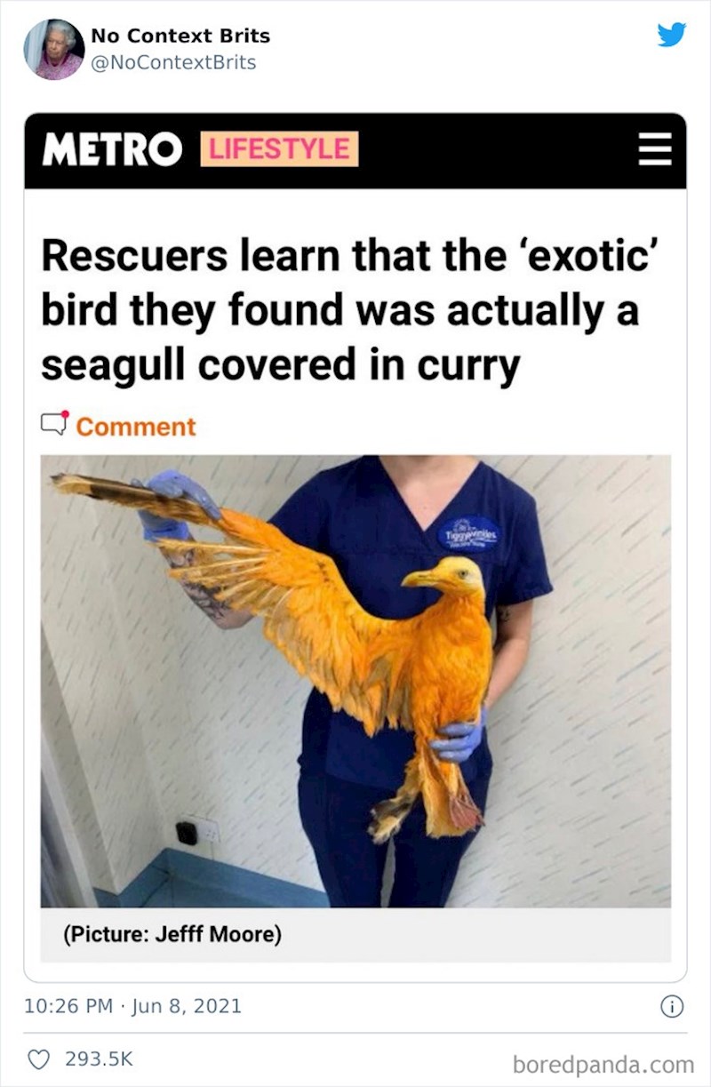 Ono kada su ljudi mislili da su našli nepoznatu egzotičnu pticu, a ispostavilo se da jedan galeb jako voli curry