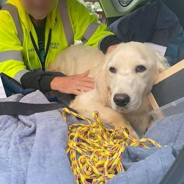 Ovaj pas je danima lutao šumom dok su ga vlasnici tražili. Na kraju ga je spasio čovjek koji je objavu o izgubljenom psu slučajno ugledao na Facebooku. Tražio ga je dronovima i odveo njegovoj obitelji!
