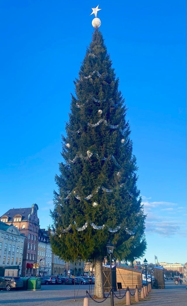 11. Ovo drvce sa glavnog trga u Stockholmu jedno je od najviših na svijetu. Visoko je 35 metara.