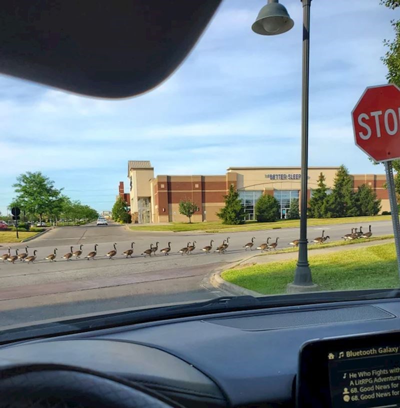 Zakasnio na posao zbog nenajavljene parade
