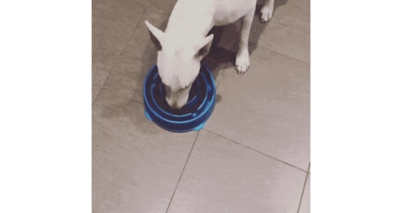 Kupili su mu neobičnu posudu za hranu kako bi sporije jeo, a pas ih je nasamario na urnebesan način