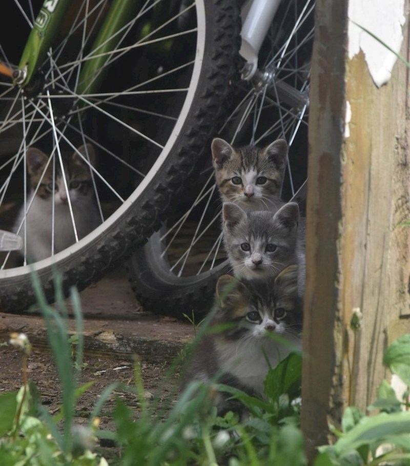 "Baka je hranila mačku koja se niotkud pojavila. Onda su se jednog dana pojavili i njeni mačići. Pogodite tko sad ima punu kuću ljubimaca"