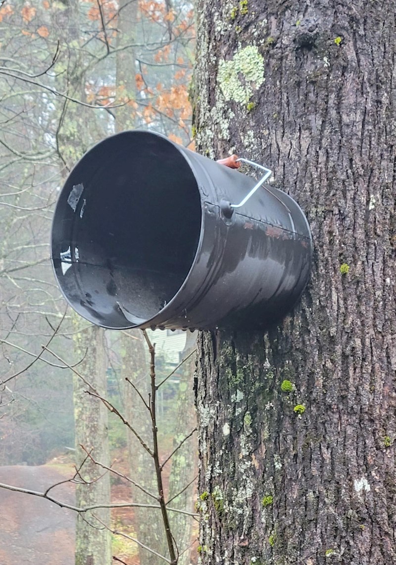 Kanta koja je pričvršćena za stablo redovno izaziva čuđenje prolaznika!
