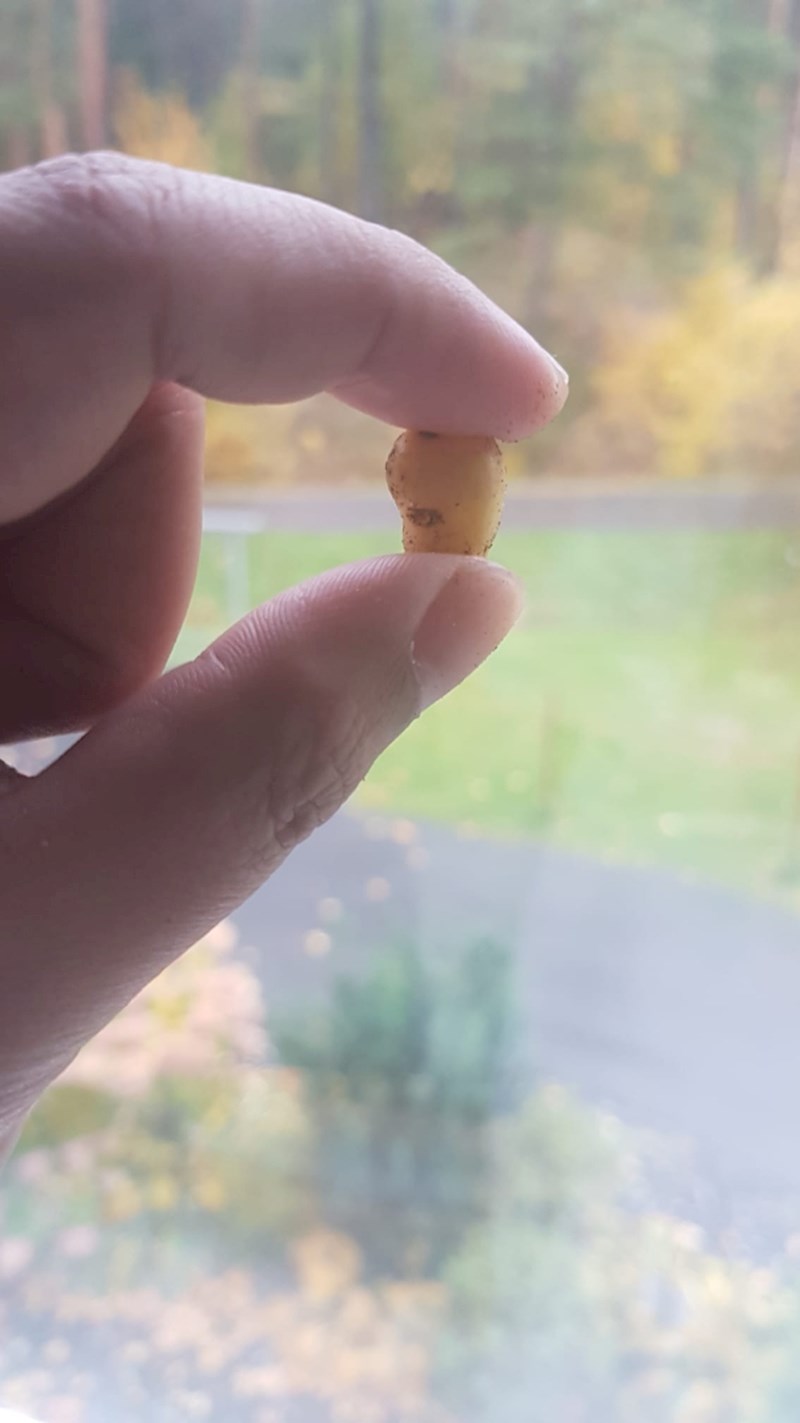 "Plodovi iz mog vrta"