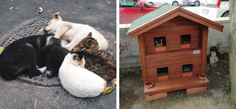 Grad se pobrinuo i za mace koje su na ulici