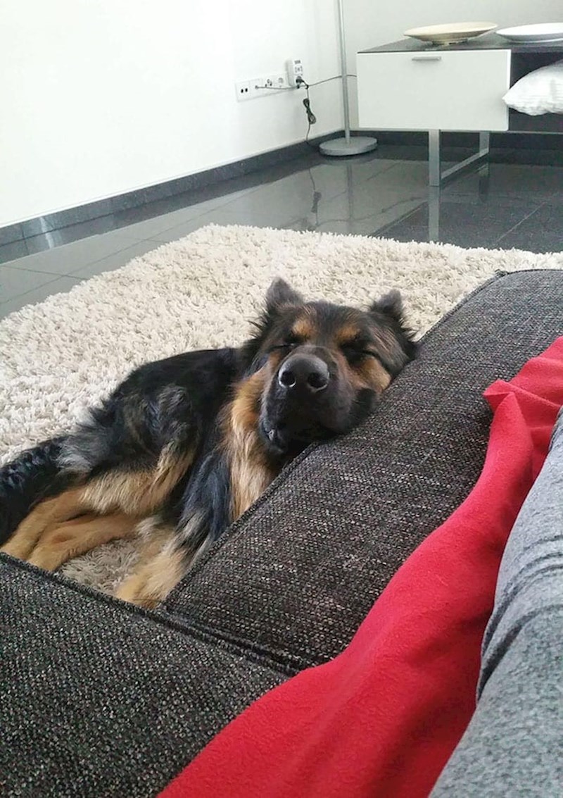 "Danima sam imala visoku temperaturu i cijelo vrijeme je bila uz mene. Spavala je dok ja spavam, bila budna kad i ja. Uspjela sam fotkati jedan trenutak kad sam se probudila prije nje"