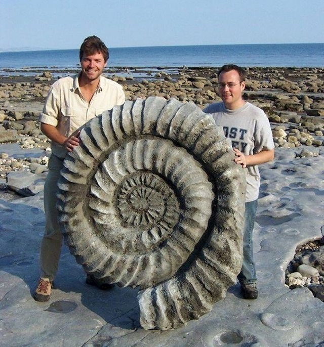400 milijuna godina star fosil amonita