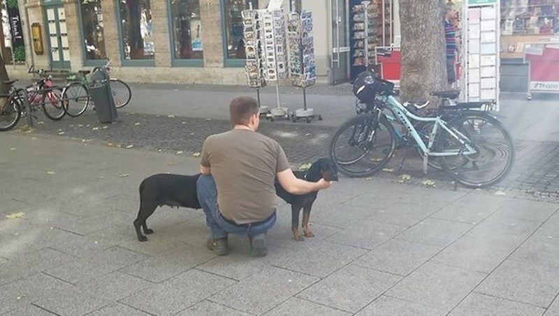10. Panorama ili ogromni mješanac jazavčara?