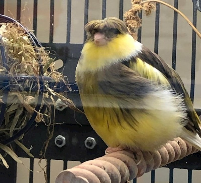 Frizura je postojana!