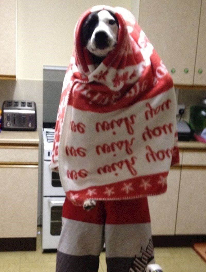 Ulazim u kuću i čujem muža kako lijepo moli psa da ostane miran još nekoliko sekundi dok dođem u kuhinju...