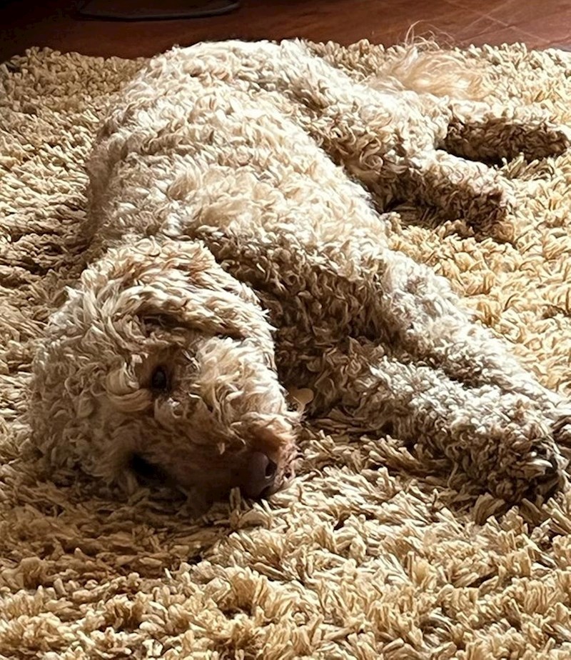 "Starci su uskladili ljubimca i tepih"